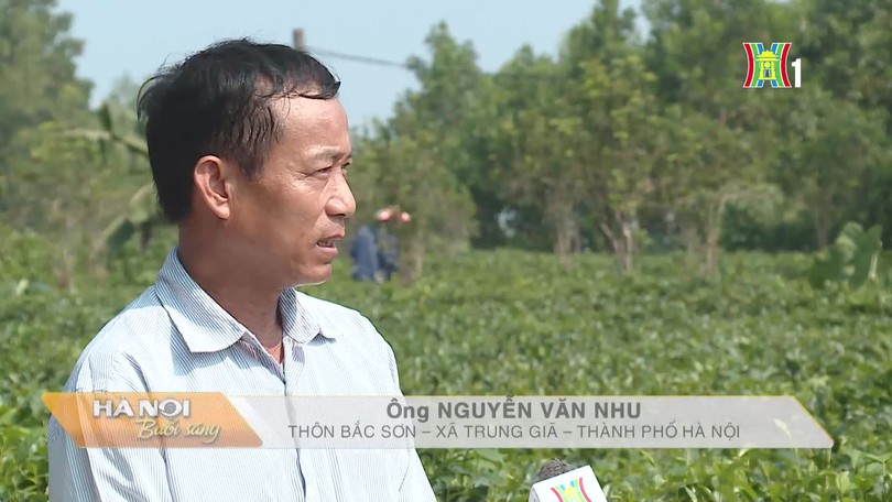 Mùa thu trên nương chè Bắc Sơn