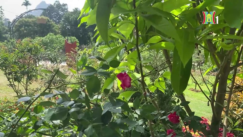 Bỏ phố về quê, sống chậm giữa vườn hoa