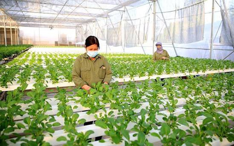 Nông nghiệp xanh – Xu thế tất yếu của Hà Nội