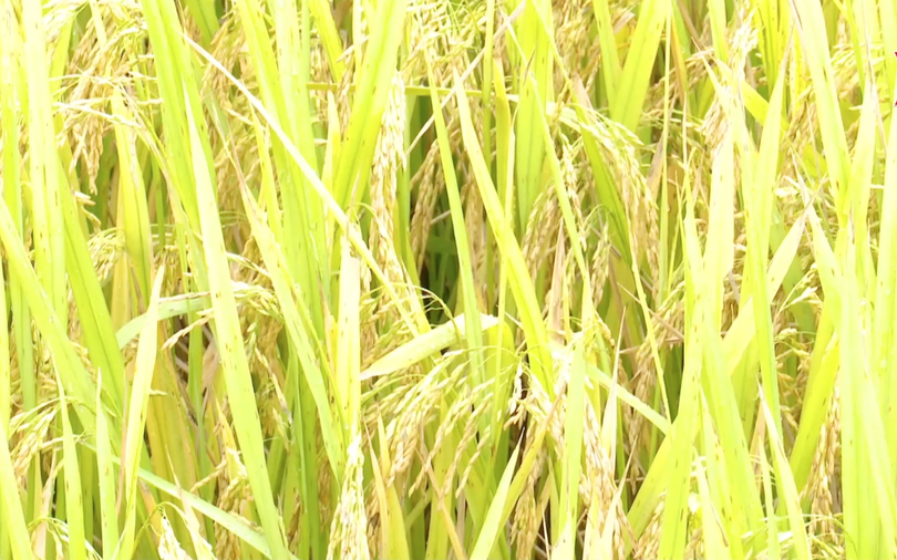 Nhân rộng mô hình lúa chất lượng cao theo hướng hữu cơ
