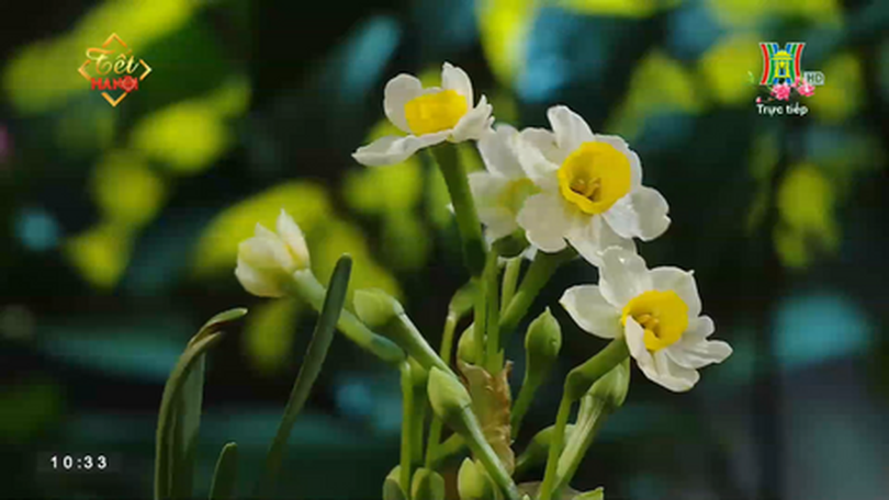 Hoa Thủy Tiên, hoa của mùa Xuân