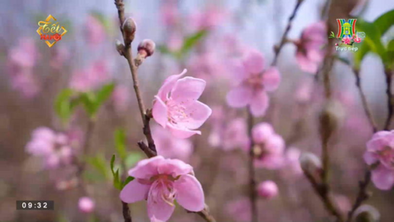 Nhộn nhịp vườn đào, quất ngày 30 Tết
