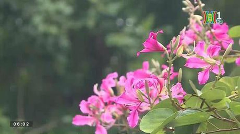 Hoa ban Hà Nội khoe sắc