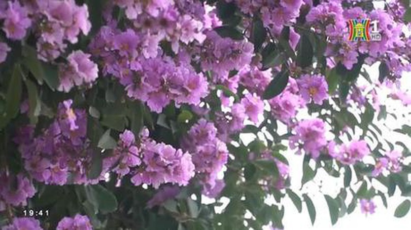 Bằng lăng tím khoe sắc khắp phố phường Hà Nội