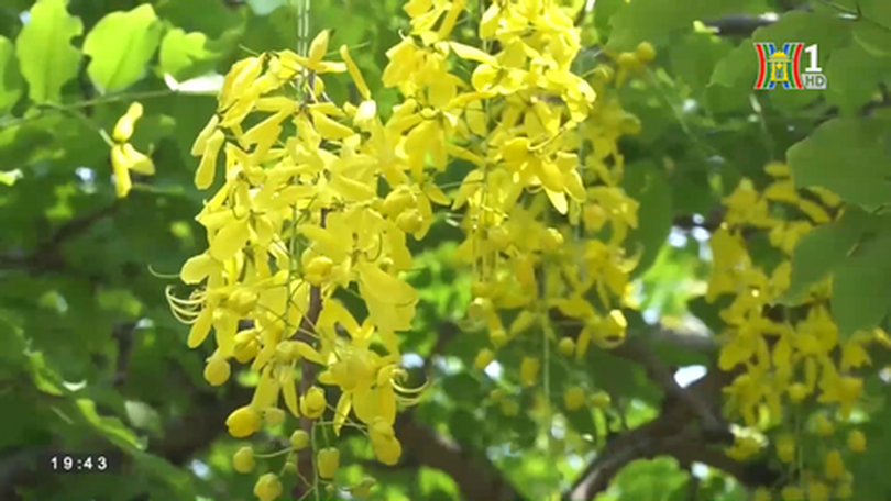 Muồng hoàng yến khoe sắc quanh hồ Tây