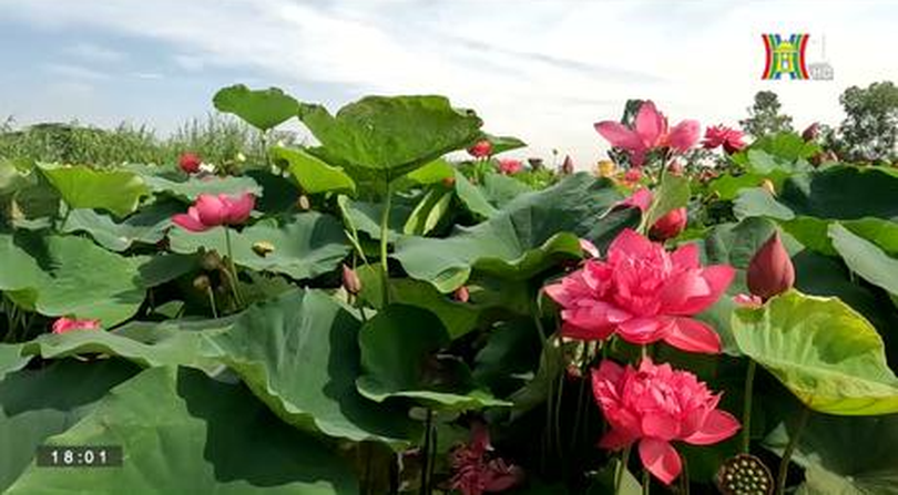 Đầm sen độc đáo ở Hà Nội