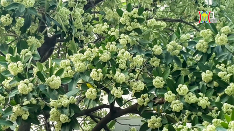 Nồng nàn hương hoa sữa cuối thu