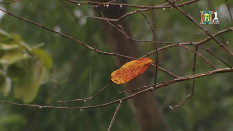 Hà Nội khi gió mùa về...