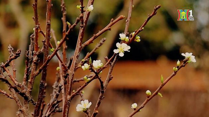 Hoa lê rừng xuống phố sớm