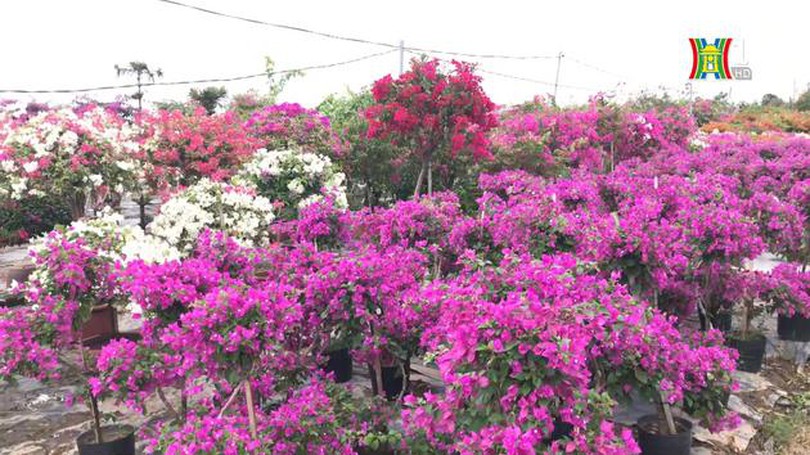Sắc màu hoa giấy ở làng Phù Đổng