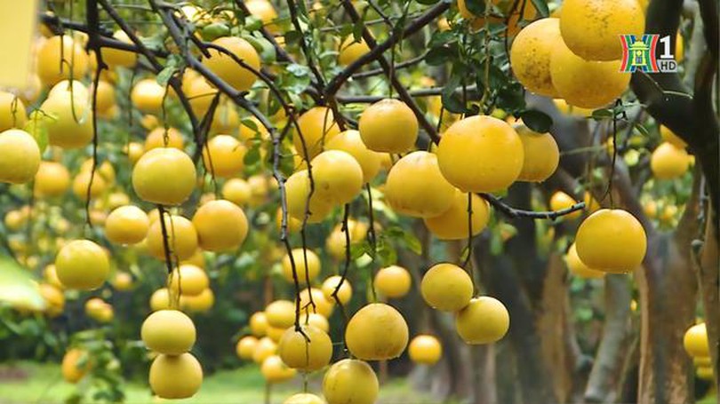 Bưởi Phú Diễn khoe sắc vàng đón Tết