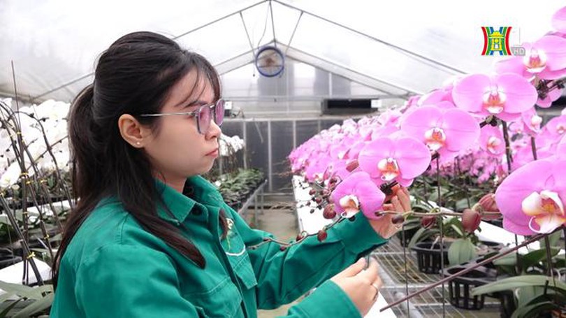 Vườn lan hồ điệp lớn nhất Hà Nội vào vụ Tết