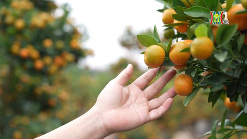 Rực rỡ vườn quất Tứ Liên những ngày giáp Tết
