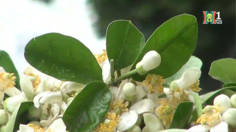 Hà Nội vào mùa hoa bưởi