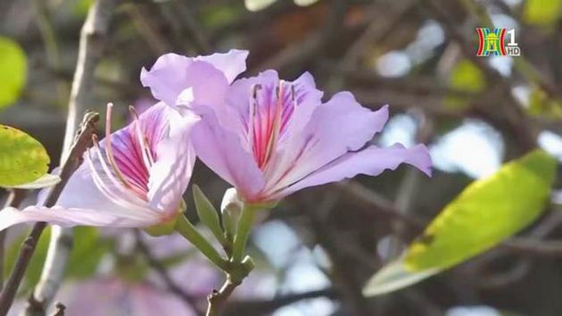 Hoa ban nở rực rỡ giữa lòng Thủ đô