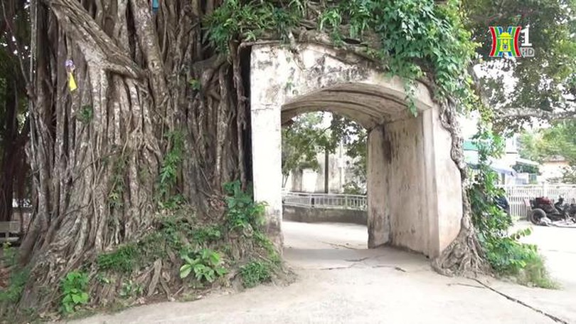 Độc đáo cây đa ôm trọn cổng làng