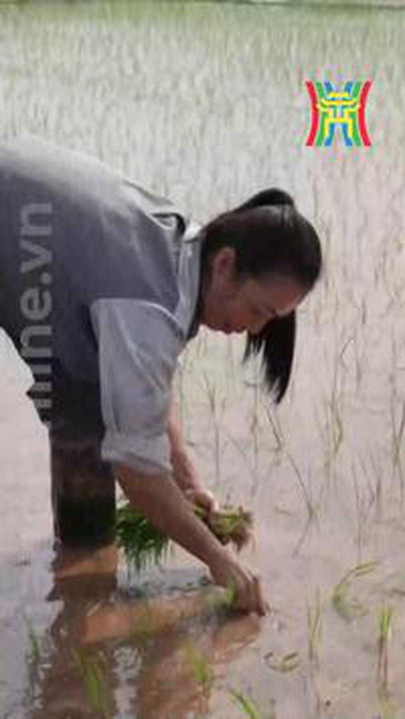 Cấy lúa vụ xuân