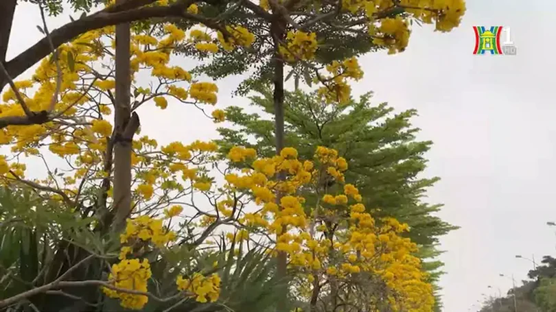Hoa Phong Linh rộ vàng trên đường Văn Khê