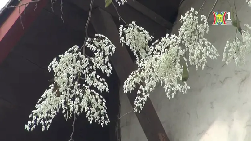 Quyến luyến sắc hoa Sưa Hà Nội