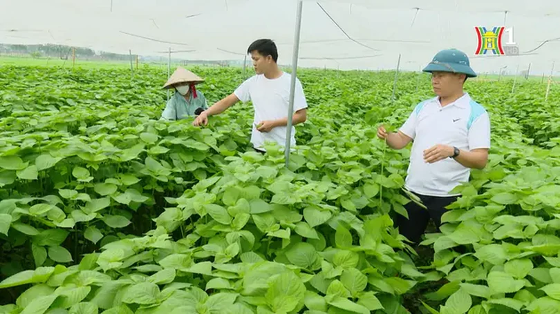 Chuyển đổi cơ cấu cây trồng | Nông nghiệp nông thôn | 11/04/2024