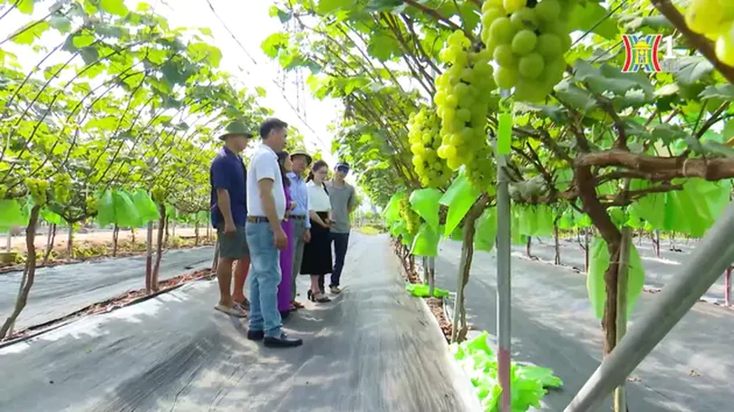 Nghị định 37 - động lực mới cho phát triển nông nghiệp | Nông nghiệp nông thôn | 18/04/2024