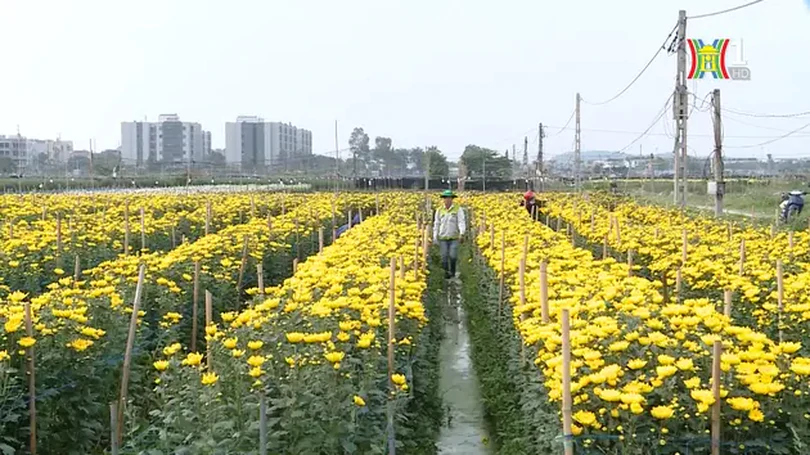 Vai trò của hợp tác xã kiểu mới | Nông nghiệp nông thôn | 25/04/2024