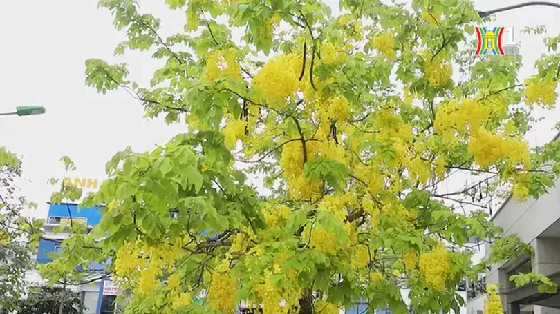 Hà Nội rực rỡ sắc vàng muồng hoàng yến