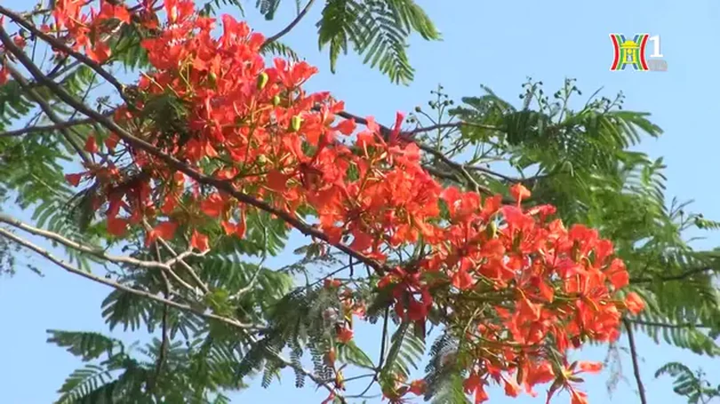Phượng vĩ soi bóng hồ Vân Trì