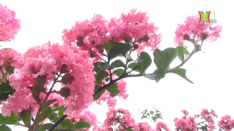 Hoa tường vi tô hồng đường Ngọc Thụy
