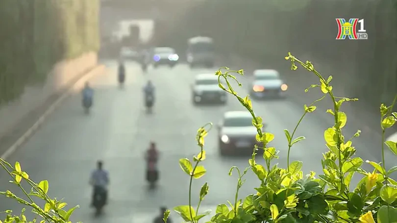 Nút giao Trung Hòa xanh mát với cúc tần Ấn Độ