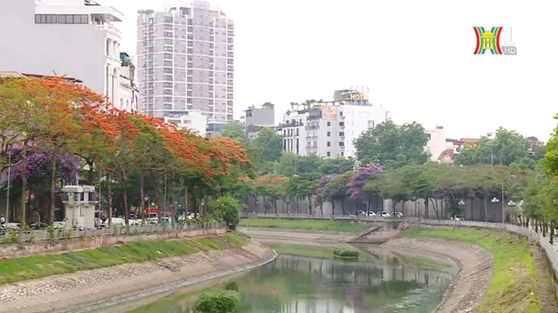 Phượng vĩ đỏ rực bên sông Tô Lịch