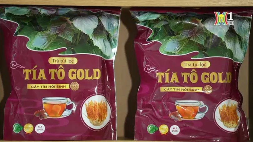 Trà tía tô Gold - sản OCOP 4 sao | Made in Hanoi | 31/05/2024