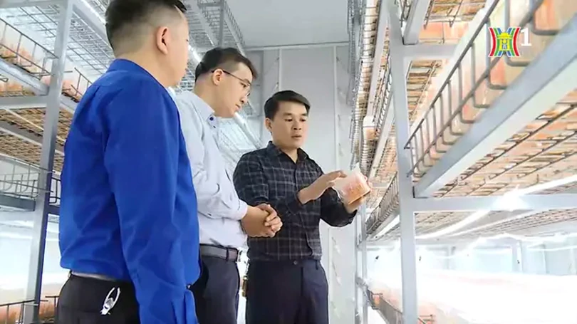 Những mô hình nông nghiệp điển hình | Nông nghiệp nông thôn | 13/06/2024
