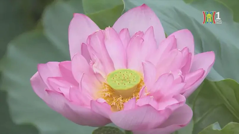 Một Hà Nội thanh khiết giữa mùa sen