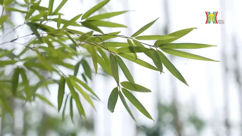 Hàng trúc xanh bên hồ Trúc Bạch