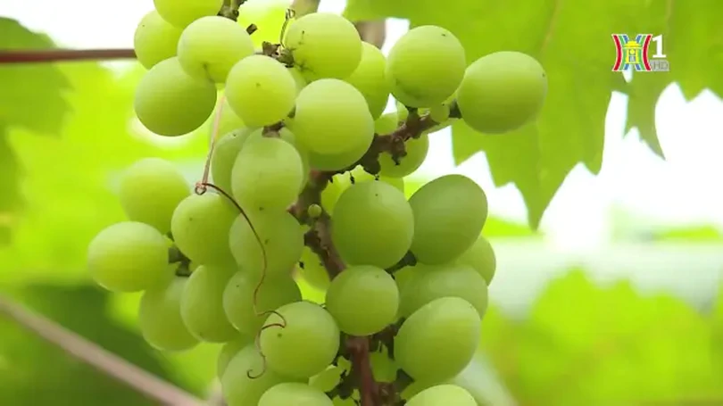 Nhân rộng hiệu quả sản phẩm OCOP | Mỗi xã một sản phẩm | 17/06/2024