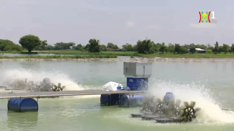Hà Nội phát triển nuôi trồng thuỷ sản VietGAP | Nông nghiệp nông thôn | 27/06/2024
