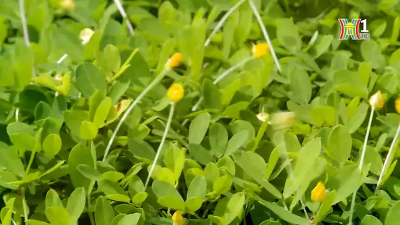Hoa vàng trên cỏ xanh ở đường Xuân Tảo