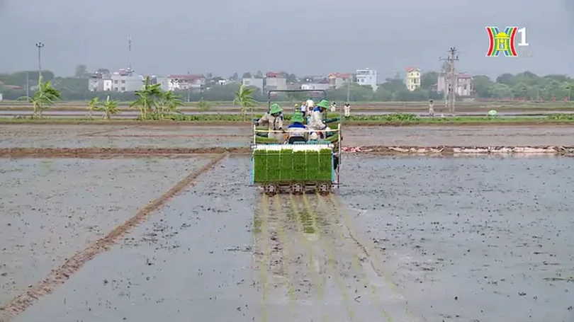 Đẩy mạnh cơ giới hoá trong sản xuất nông nghiệp | Nông nghiệp nông thôn | 04/07/2024