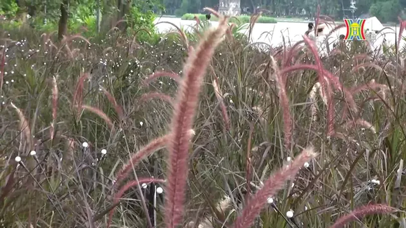 Cỏ lau nở hồng bên hồ Hoàn Kiếm