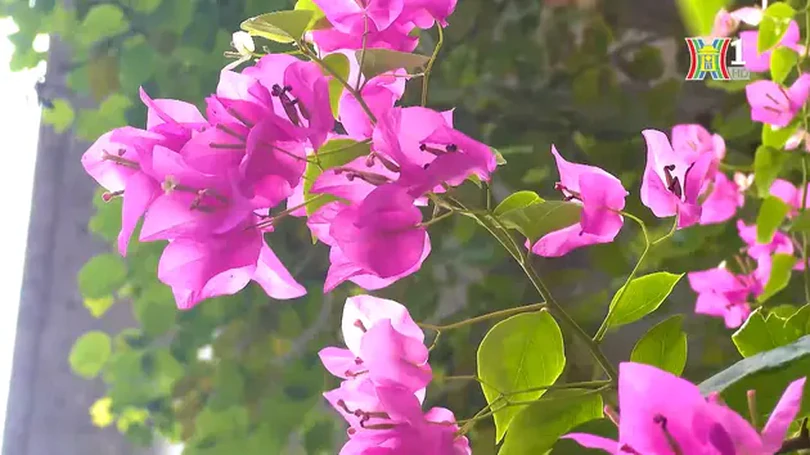 Hoa giấy khoe sắc trên phố Hoàng Cầu