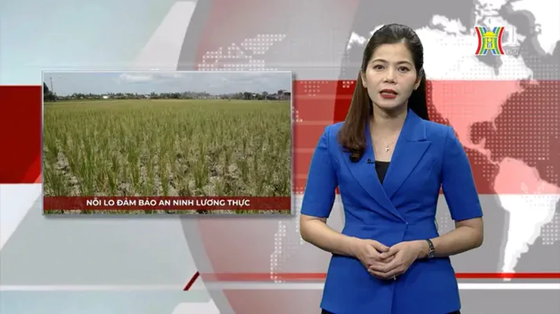Nỗi lo đảm bảo an ninh lương thực | Nhìn ra thế giới | 29/08/2024