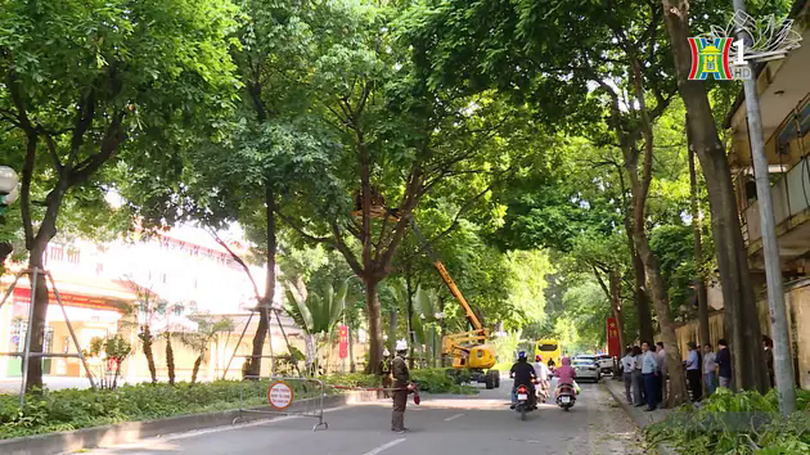 Để cây xanh an toàn trong mùa mưa bão