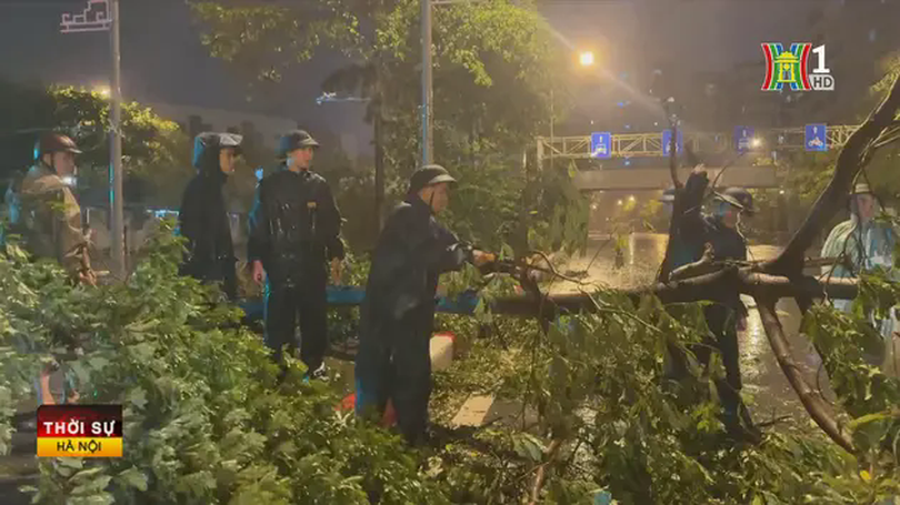 Phường Xuân La khắc phục sự cố cây đổ ngay trong đêm