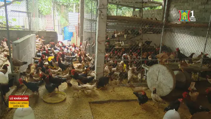 Thiệt hại gia súc, gia cầm do bão số 3