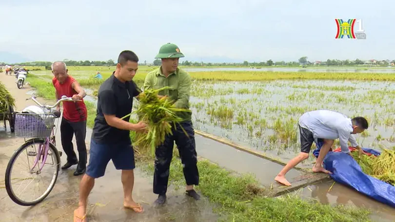 Sản xuất sau bão | Chuyện ở ngoại thành | 20/09/2024