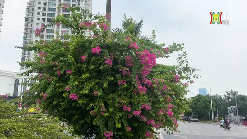 Hoa giấy khoe sắc trên đường Trịnh Văn Bô