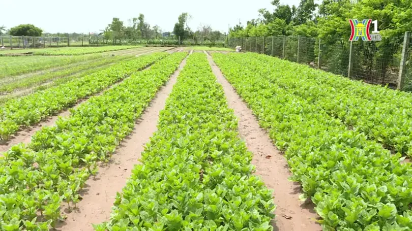 Linh hoạt trong sản xuất vụ đông | Chuyện ở ngoại thành | 04/10/2024
