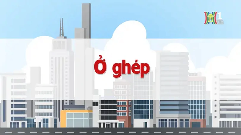 Ở ghép | Chuyện quanh ta | 12/12/2024