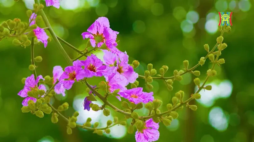 Hà Nội bằng lăng tím | Tác giả tác phẩm | 20/12/2024